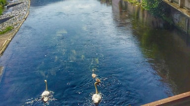 Swimming swans in the Murg river in Gernsbach,Germany