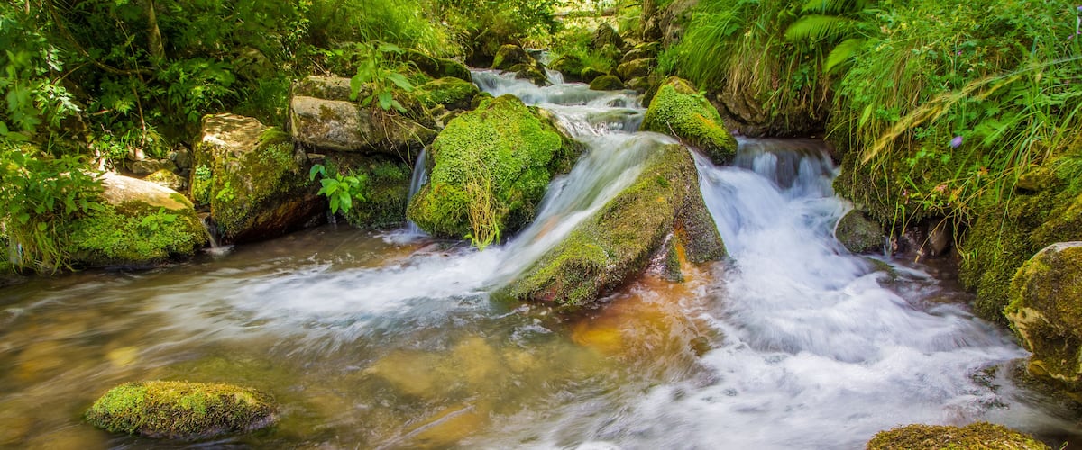 A flowing stream with moss-covered rocks and lush greenery.