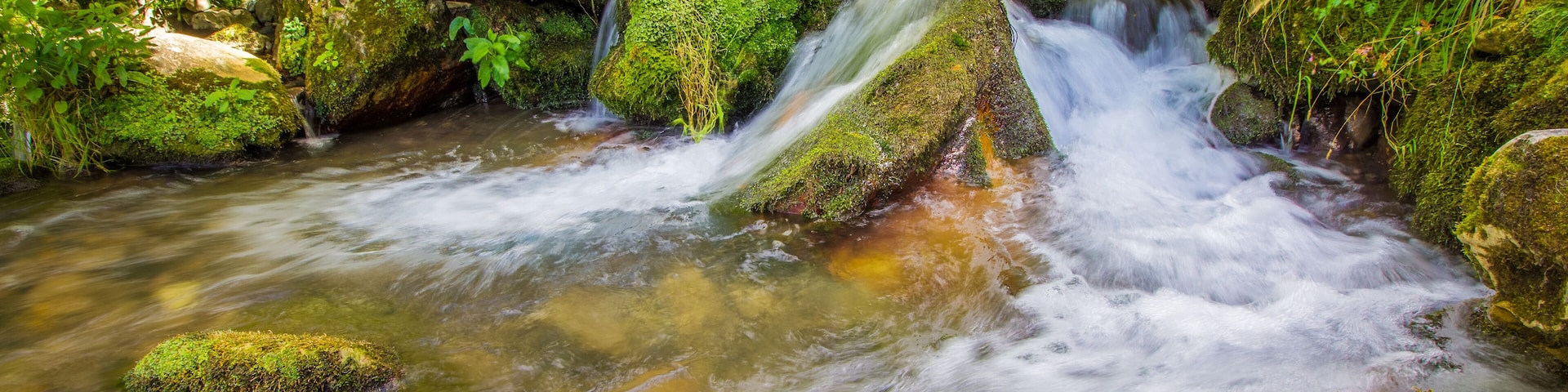 A flowing stream with moss-covered rocks and lush greenery.