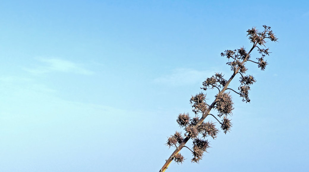 Furcraea foetida (L.) Haw. , Giant Cabuya; Plant with bulbils; Charco del Palo, Lanzarote, Canary Islands, Spain.