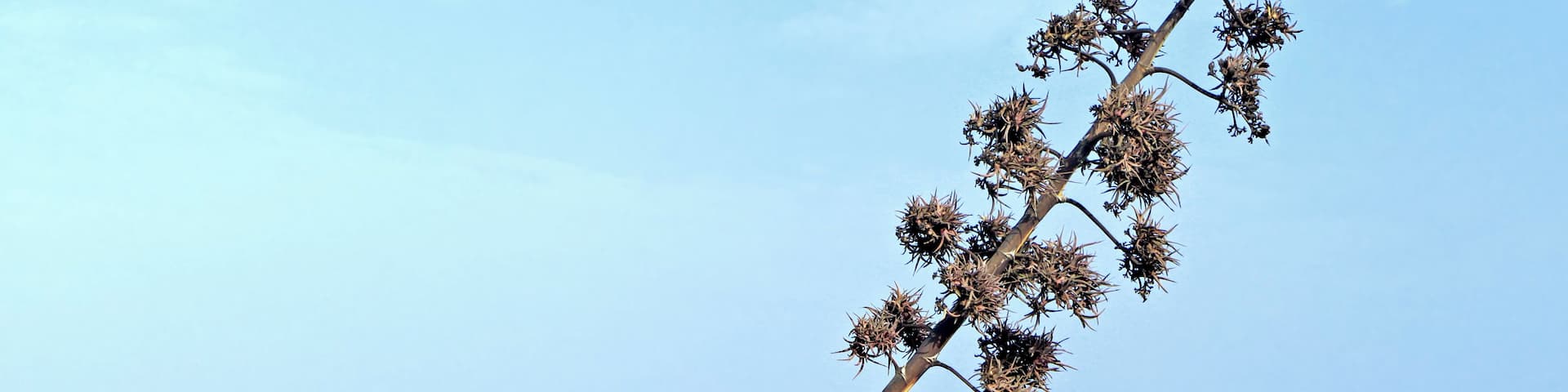 Furcraea foetida (L.) Haw. , Giant Cabuya; Plant with bulbils; Charco del Palo, Lanzarote, Canary Islands, Spain.