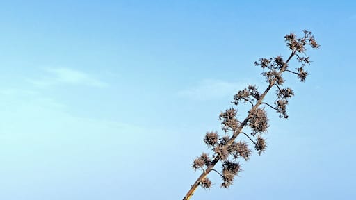 Furcraea foetida (L.) Haw. , Giant Cabuya; Plant with bulbils; Charco del Palo, Lanzarote, Canary Islands, Spain.