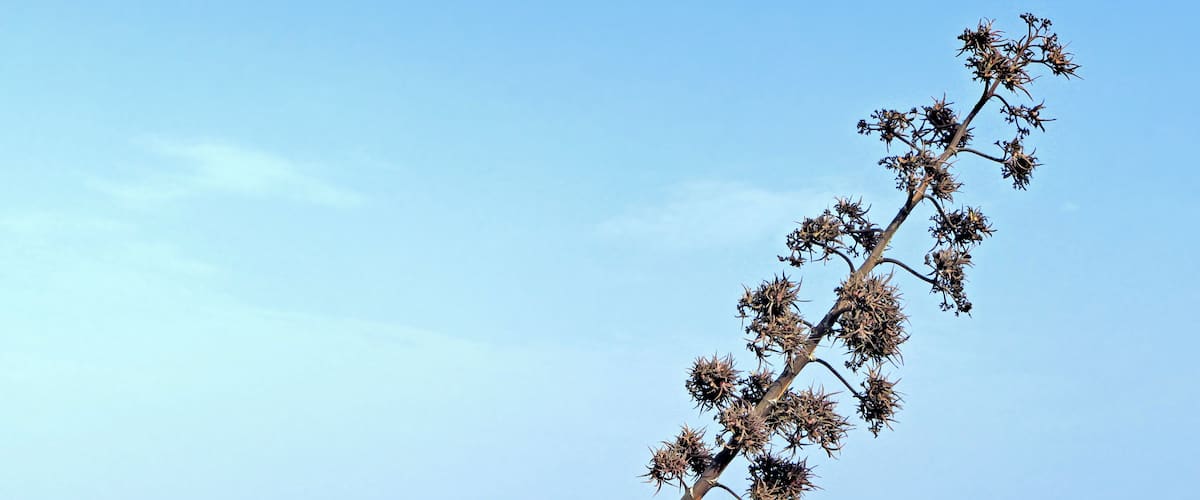 A coastal landscape with a tall, leafless plant and a rocky outcrop with a spherical object on top.