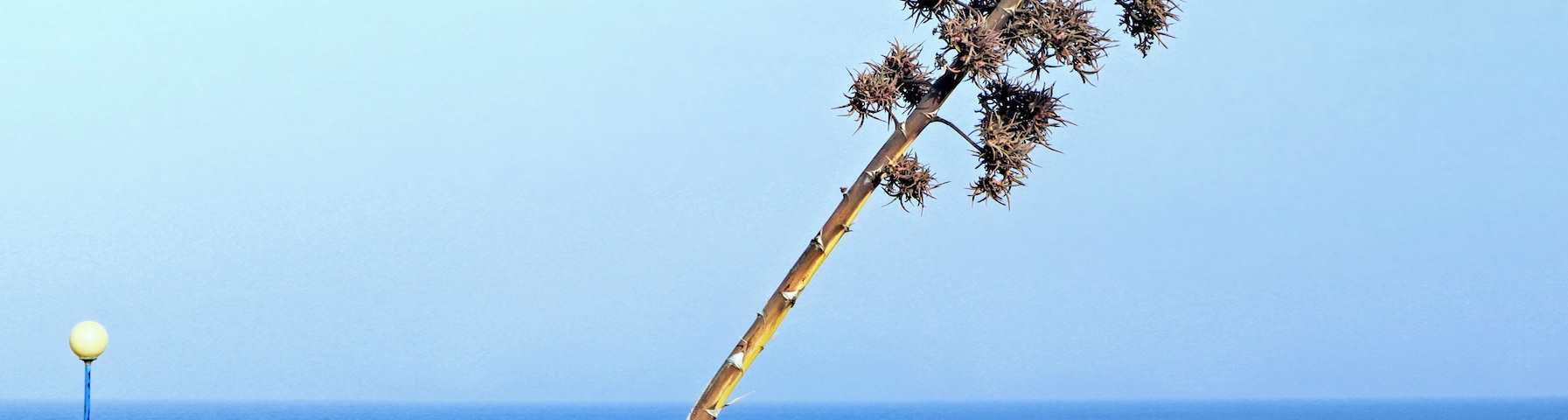 A coastal landscape with a tall, leafless plant and a rocky outcrop with a spherical object on top.