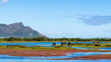 Wild horses at the Botrivier (Botriver) Estuary at Rooisand Nature Reserve. Kleinmond, Whale Coast, Overberg. Western Cape. South Africa.