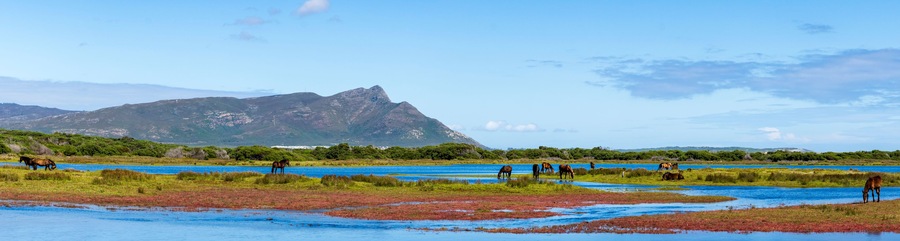 A coastal landscape with horses grazing near the water, a mountain in the background, and a clear sky.