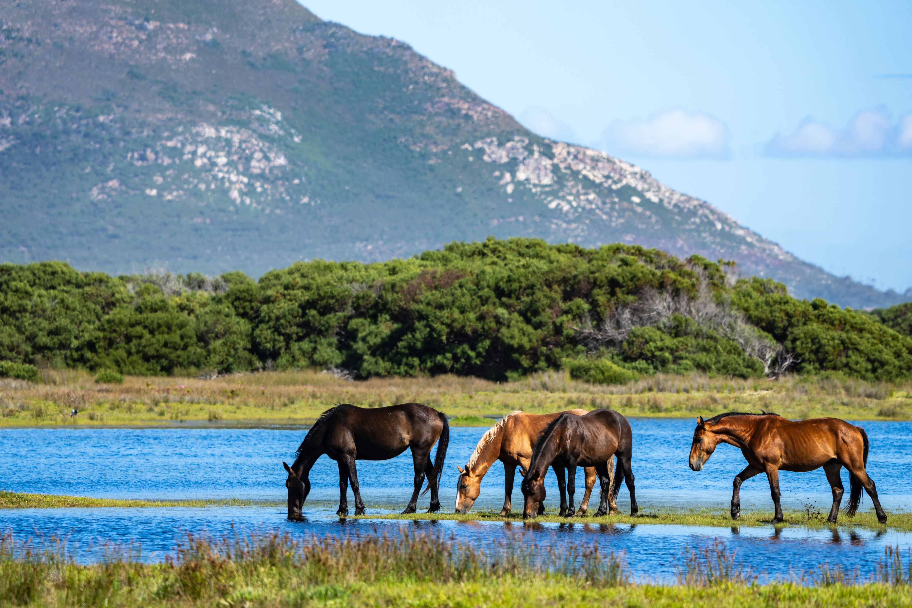 Wild horses at the Botrivier (Botriver) Estuary at Rooisand Nature Reserve. Kleinmond, Whale Coast, Overberg. Western Cape. South Africa.