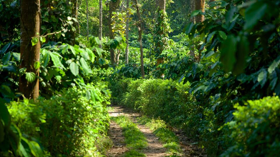 A forest path surrounded by dense green foliage and trees.
