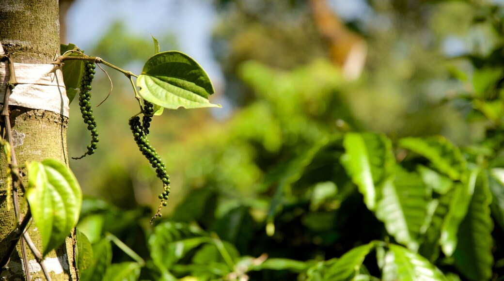 Madikeri which includes rainforest