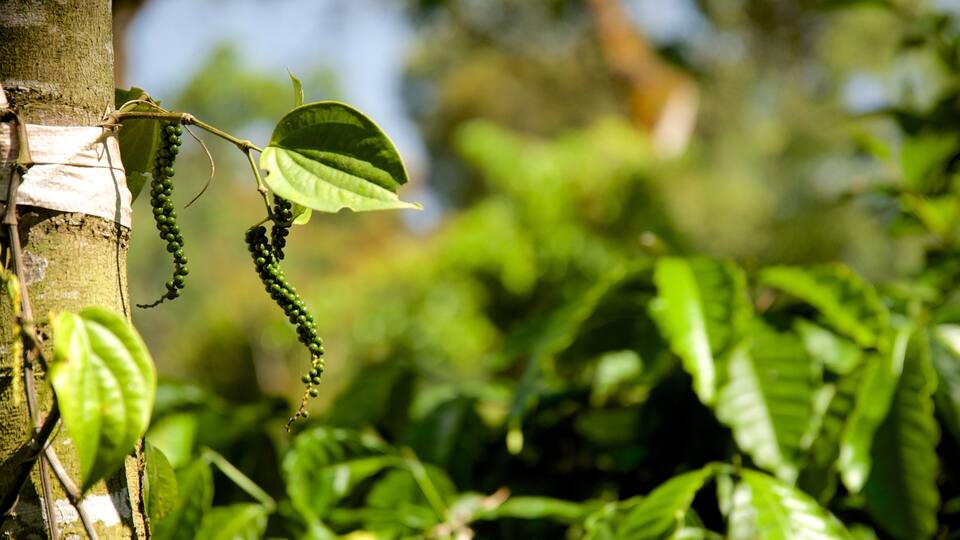 A tree trunk with a cluster of green leaves and a hanging vine with small green berries.