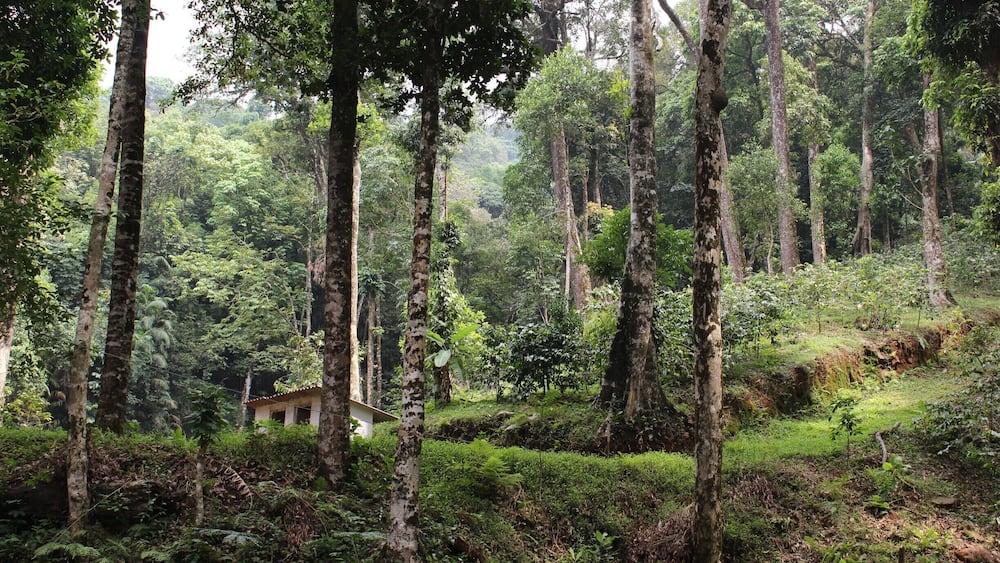 Une forêt dense, avec de grands arbres, et un petit bâtiment visible au loin.