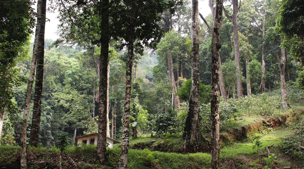 A perfect spot to unwind, Madikeri is a small town in karnataka . It offers many pristine trek routes ( this picture was taken on one such trek). Do treat yourself with homemade chocolates and local coffee if you visit Madikeri!