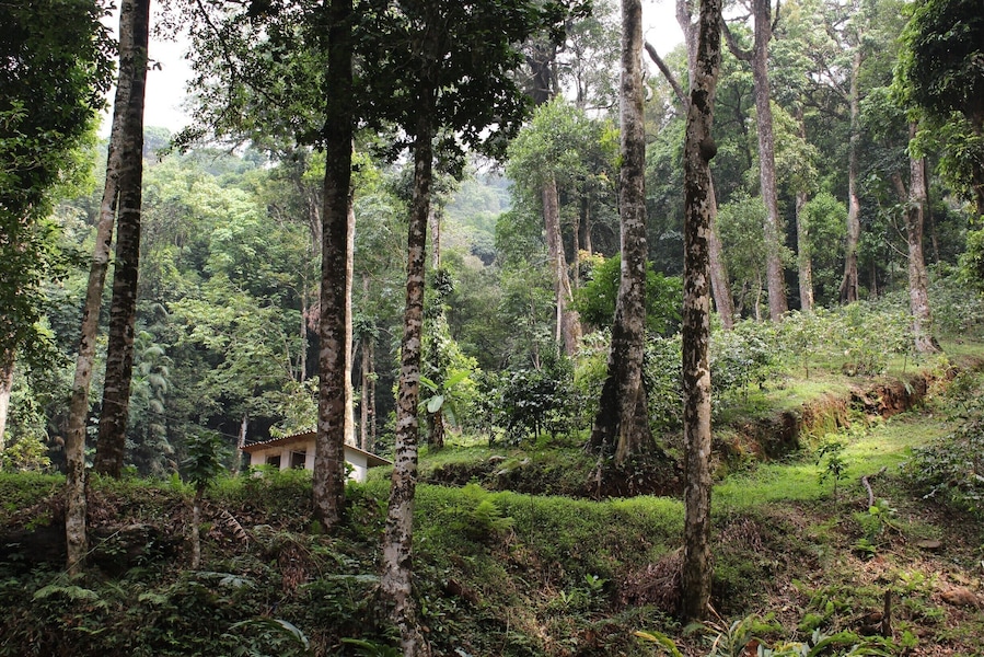 Un bosque denso de árboles altos y un edificio pequeño al fondo.