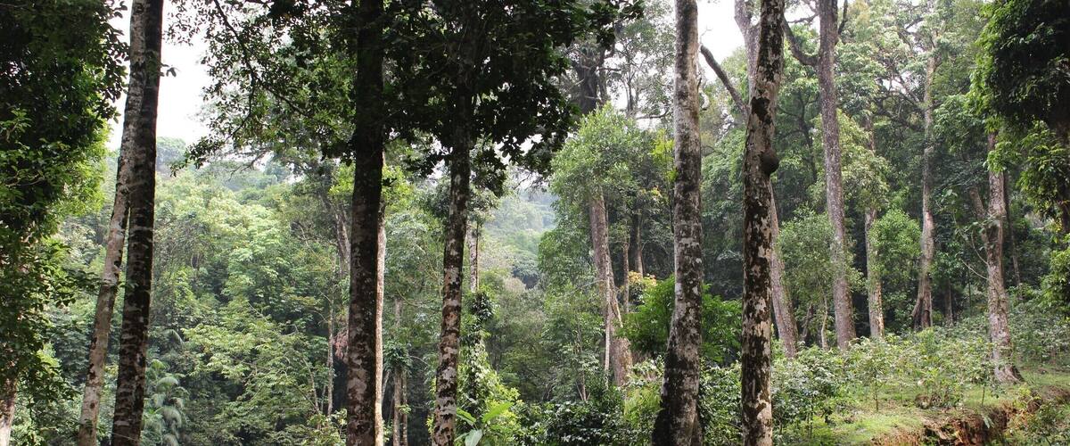 A dense forest with tall trees and a small building in the background.