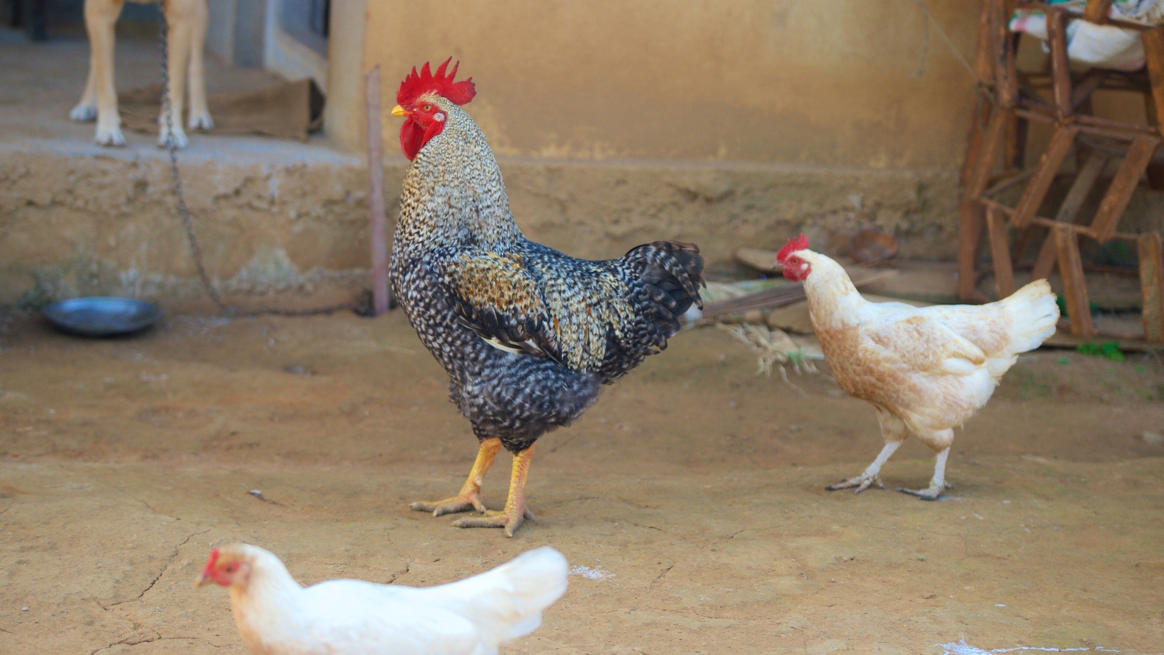 Madikeri caracterizando vida das aves