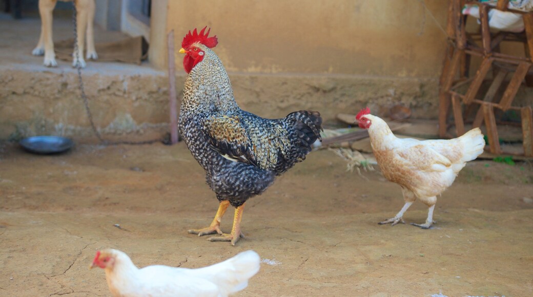 Madikeri johon kuuluu linnusto