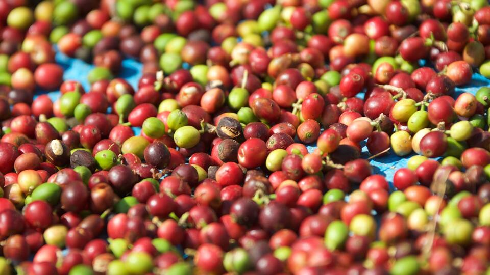 A close-up of various unripe and ripe coffee cherries on a blue surface.