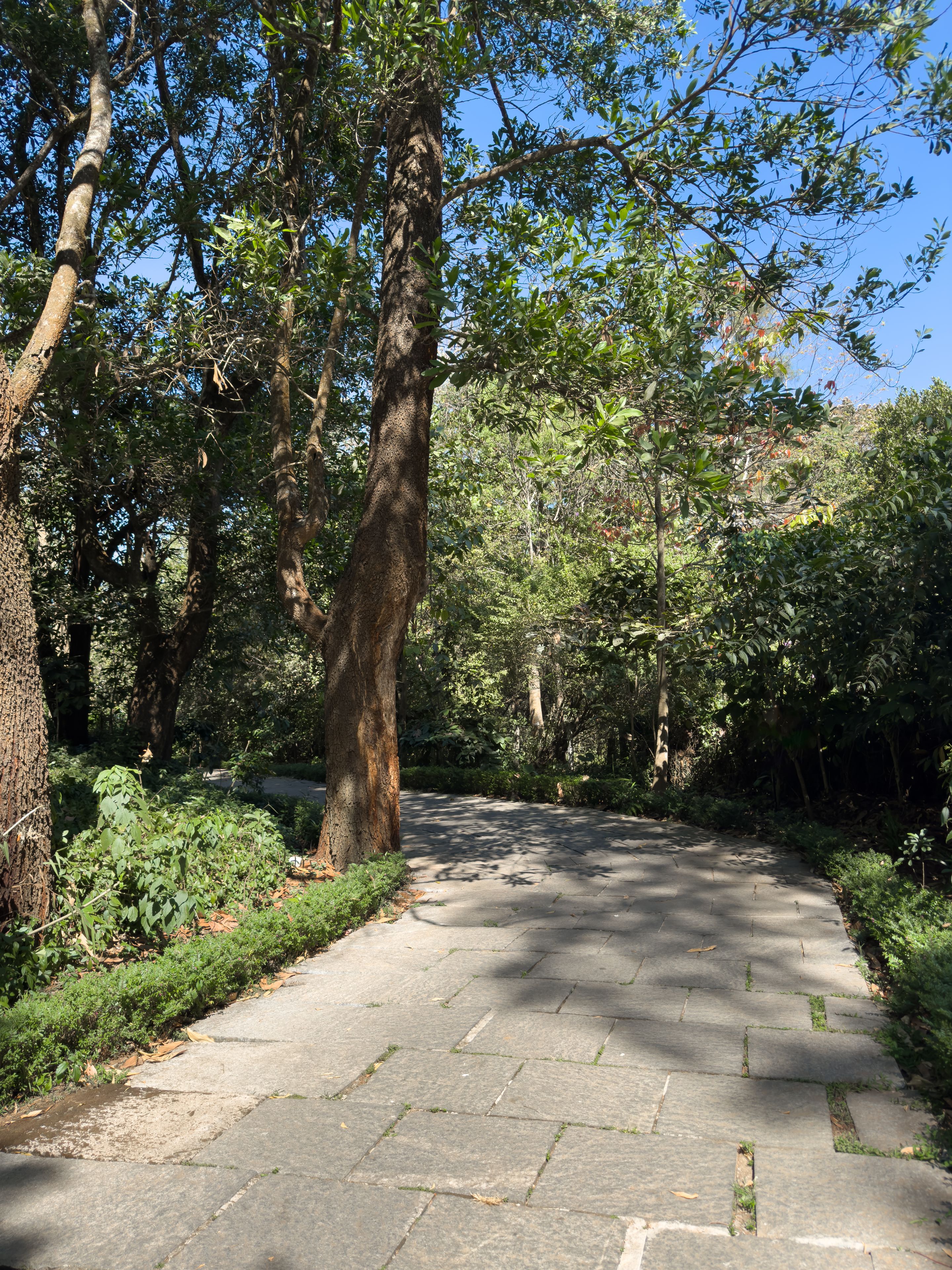 A paved pathway surrounded by dense foliage and trees.