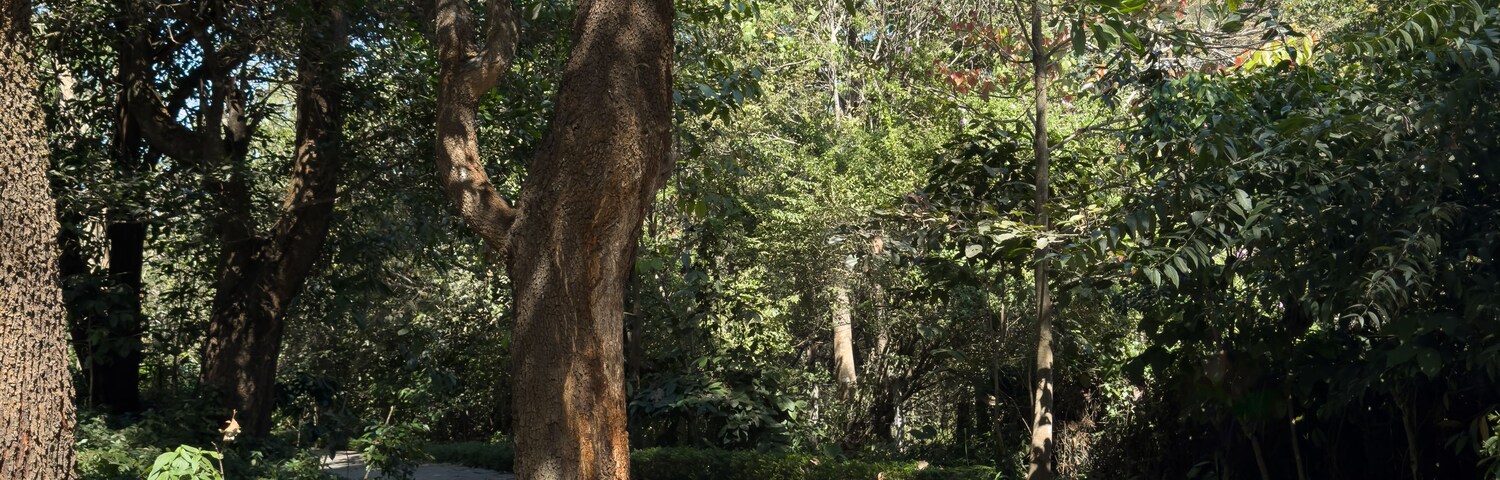 A paved pathway surrounded by dense foliage and trees.