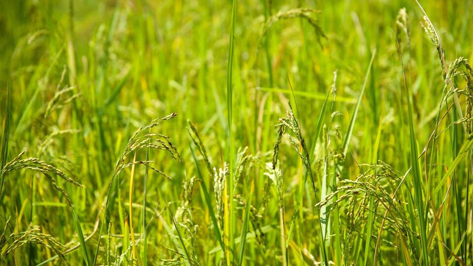 A field of green rice plants with tall stalks and grains.