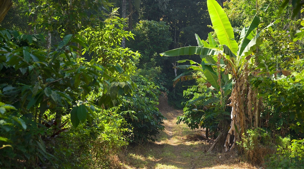 Madikeri joka esittää sademetsä