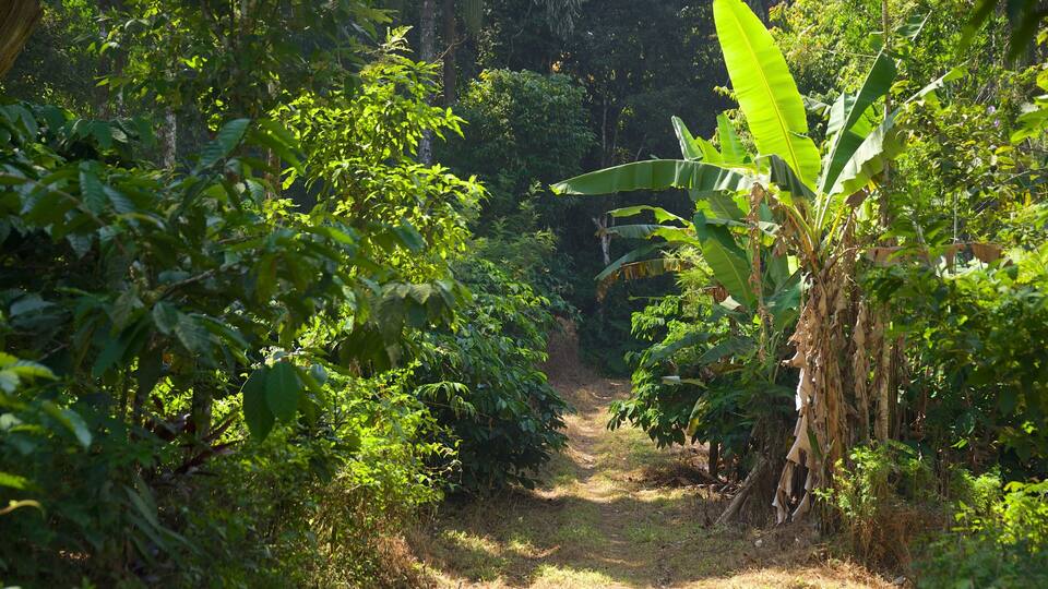 A narrow forest path surrounded by dense green foliage and banana plants.