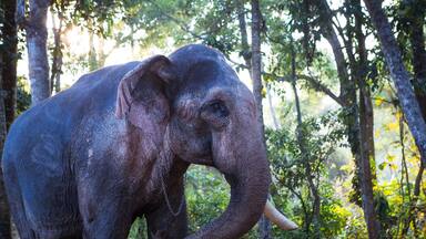 An elephant in a forested area with trees and sunlight filtering through.