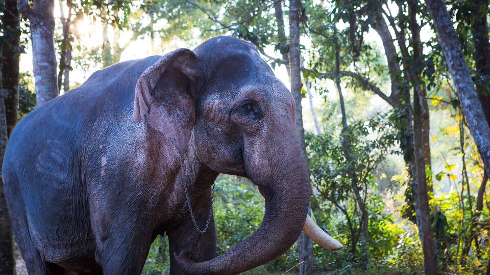 An elephant in a forested area with trees and sunlight filtering through.