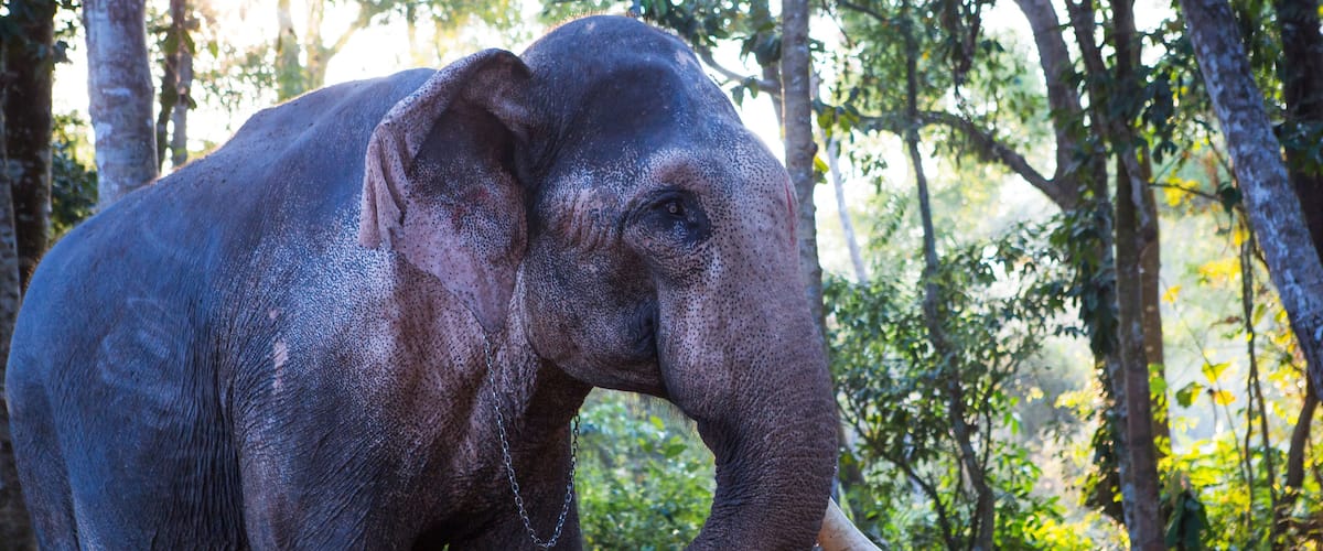 An elephant in a forested area with trees and sunlight filtering through.