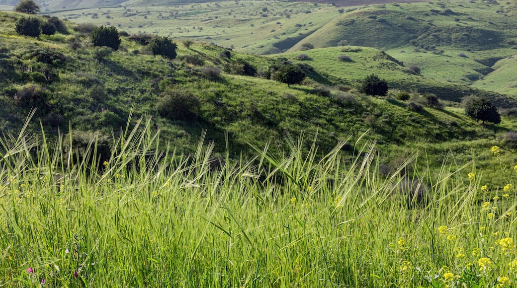 March morning near the Kinneret in the village of Ramot