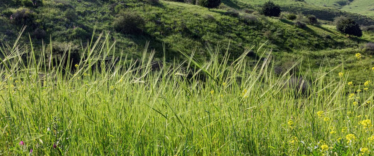 March morning near the Kinneret in the village of Ramot