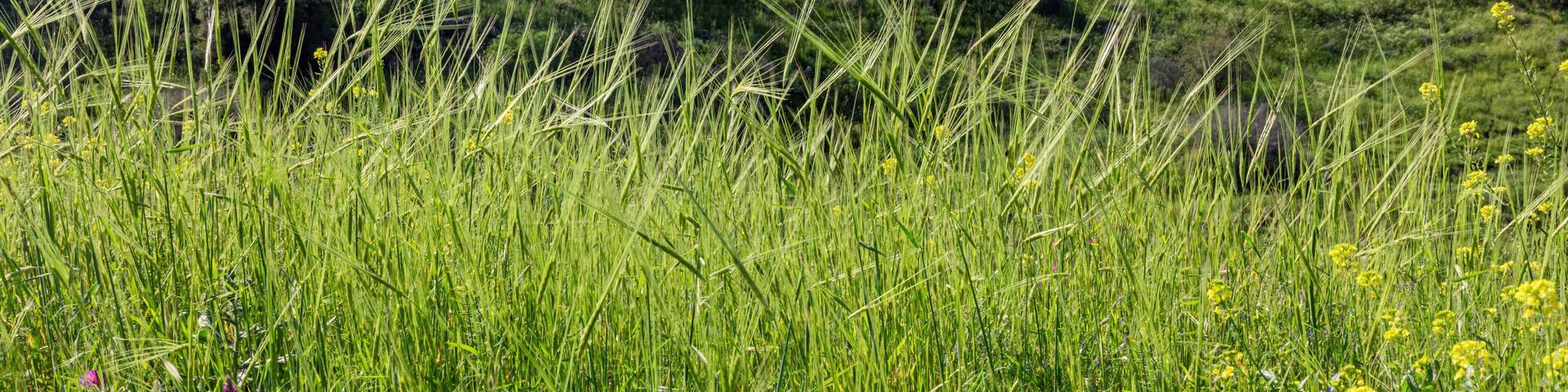 March morning near the Kinneret in the village of Ramot