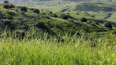 March morning near the Kinneret in the village of Ramot