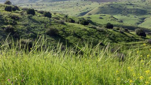 March morning near the Kinneret in the village of Ramot