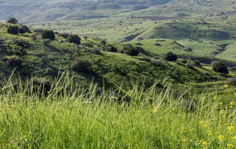 March morning near the Kinneret in the village of Ramot