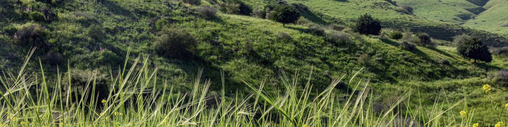 March morning near the Kinneret in the village of Ramot