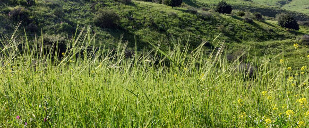 Rolling green hills with scattered trees and wildflowers.