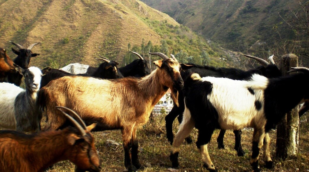 Strolling near the Reyes hot springs, we found these goats, typical in this province.