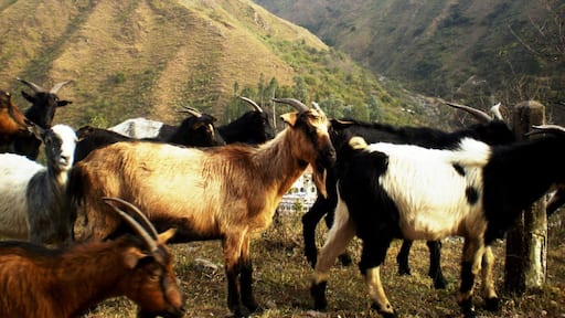 Strolling near the Reyes hot springs, we found these goats, typical in this province.
