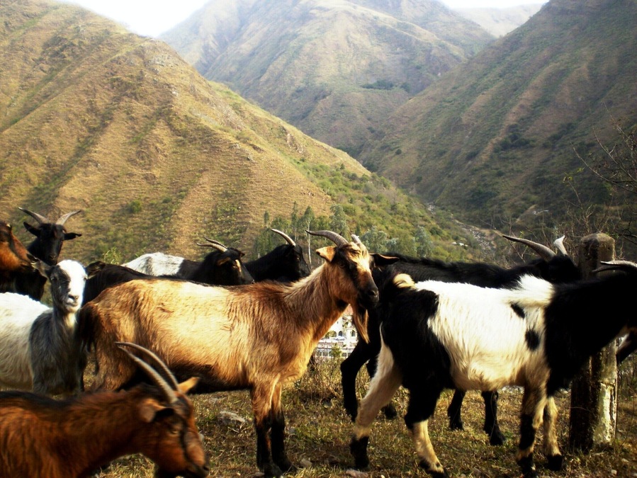 Strolling near the Reyes hot springs, we found these goats, typical in this province.
