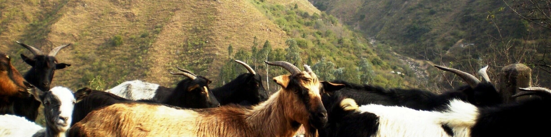 Strolling near the Reyes hot springs, we found these goats, typical in this province.