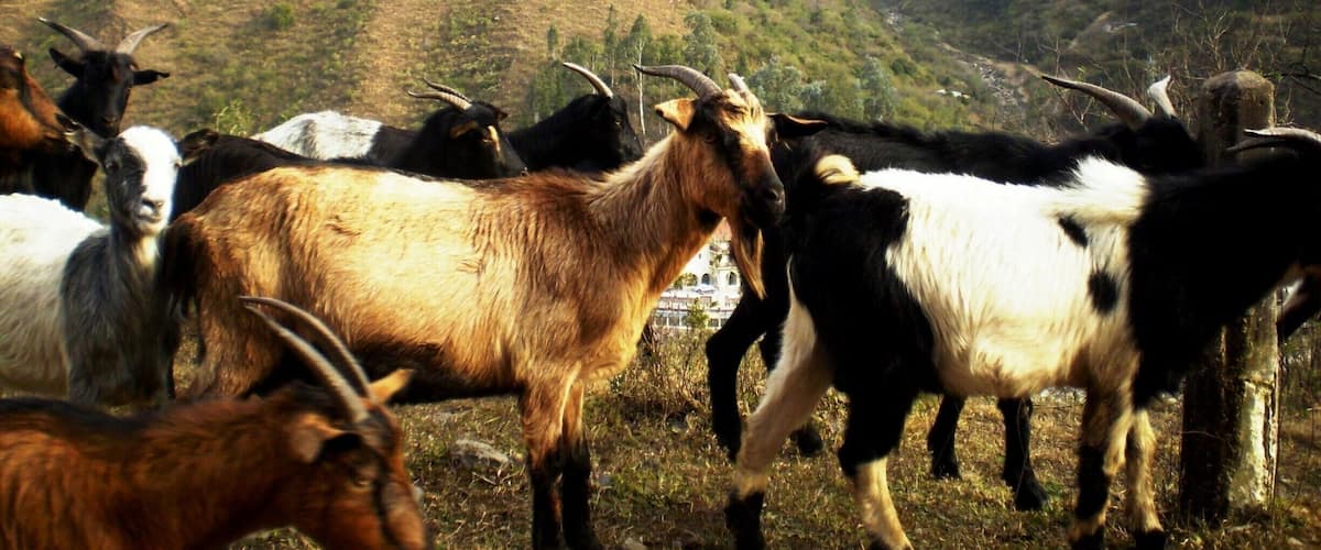 A herd of goats in a mountainous landscape.