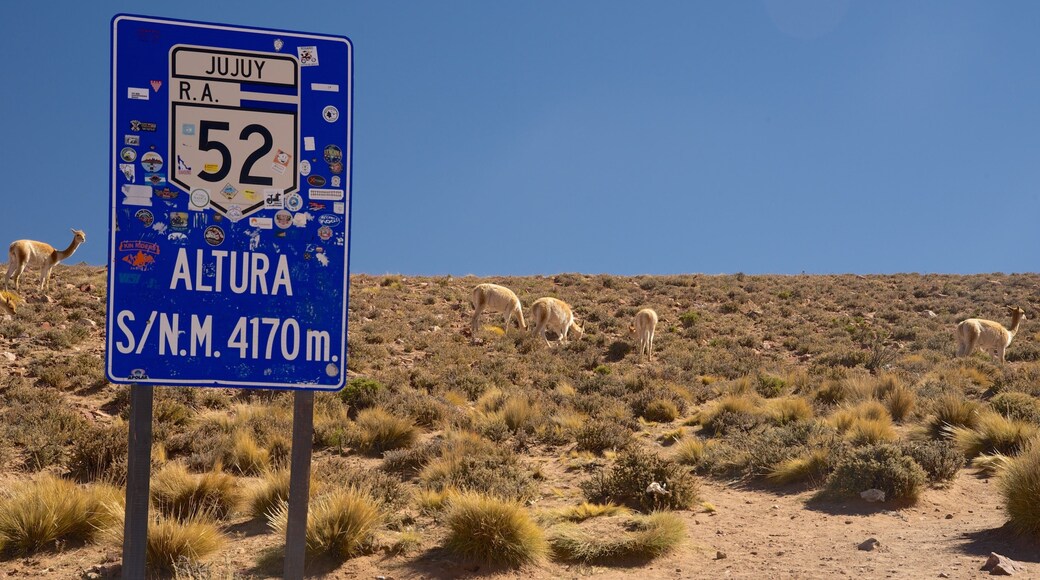 Jujuy showing signage