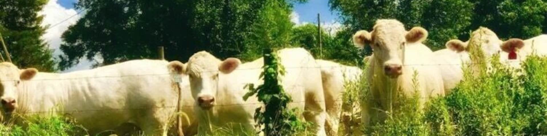 Un grupo de ganado blanco en un campo cubierto de hierba, con árboles al fondo.
