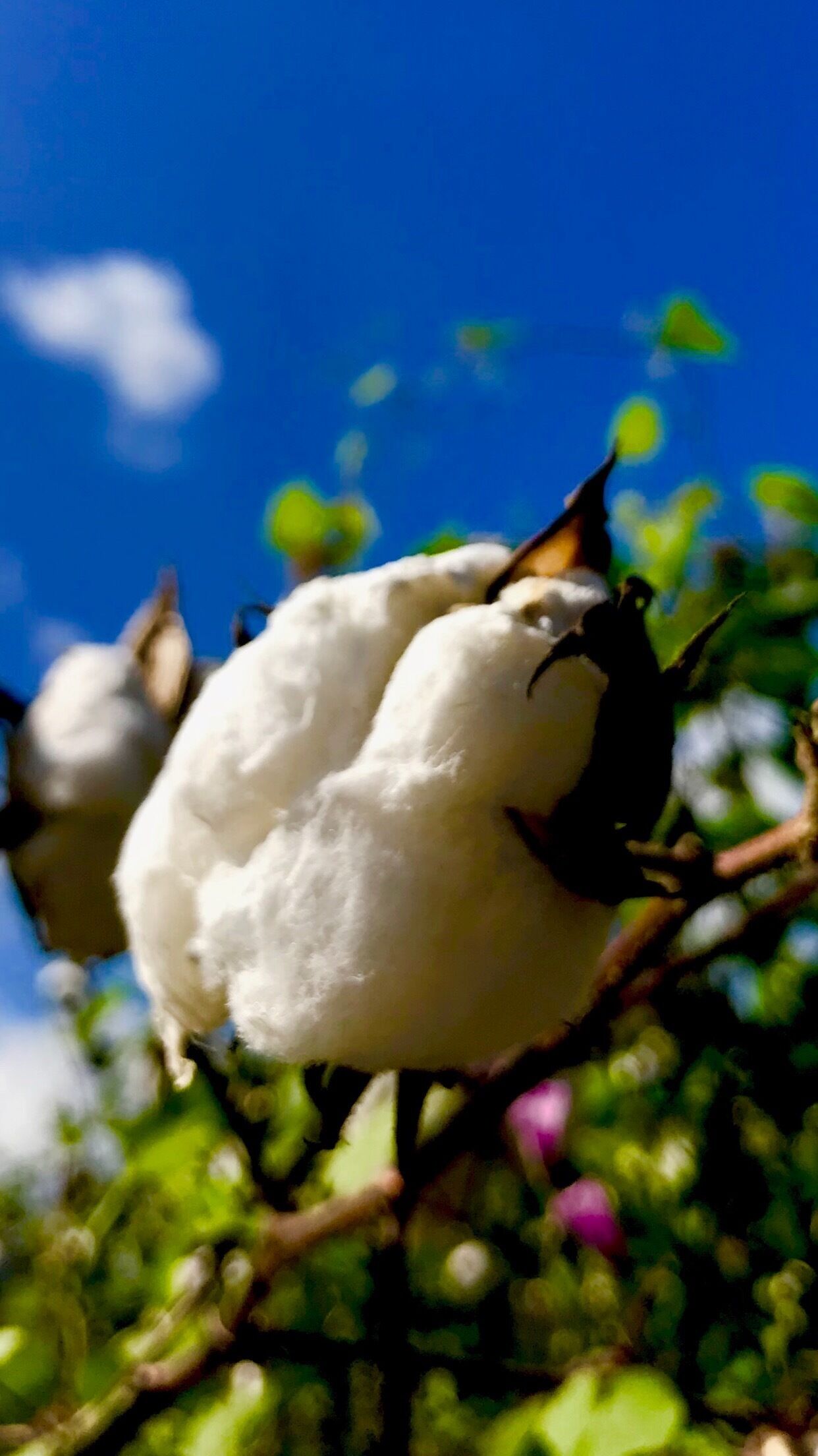 Close up shot of cotton growing in rural Johnston County NC