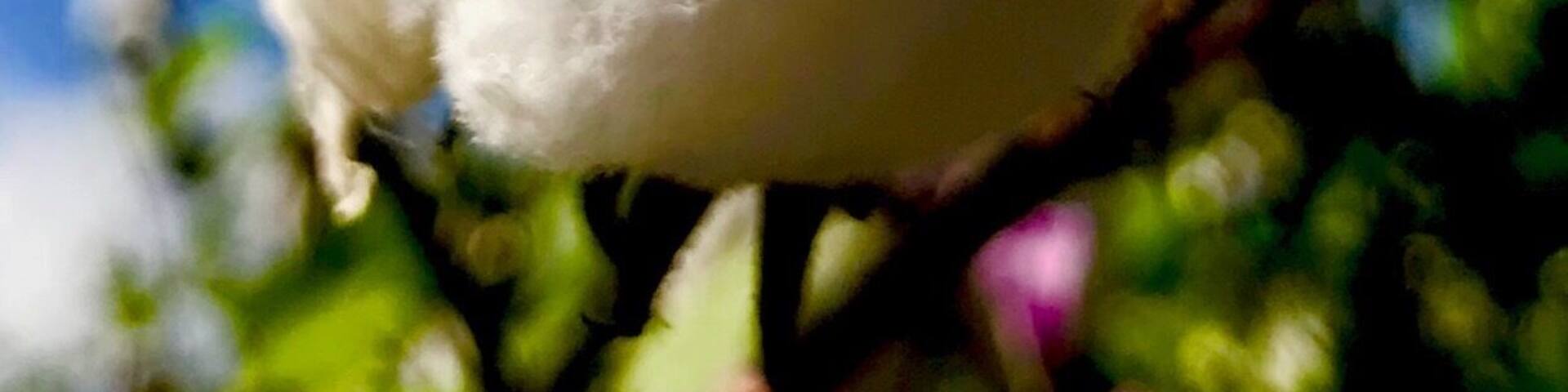 Close up shot of cotton growing in rural Johnston County NC