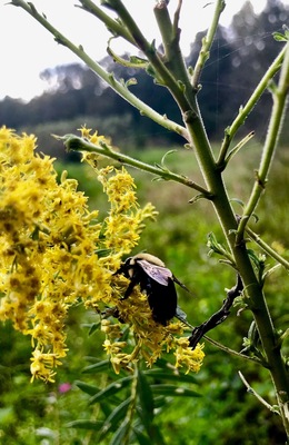 Bee enjoying the last bit of summer!