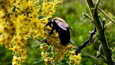 Bee enjoying the last bit of summer!
