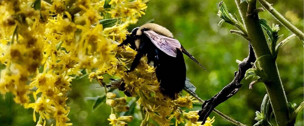 Bee enjoying the last bit of summer!