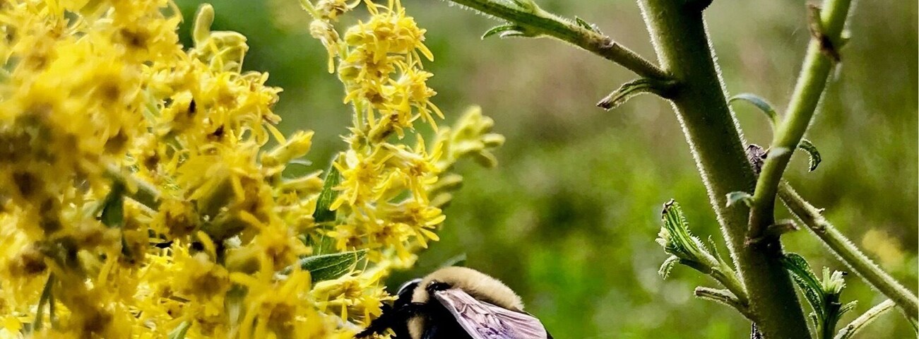 A bee on a plant with yellow flowers.